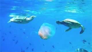 Maldives Snorkeling  Turtles eating a Jellyfish [upl. by Lankton]