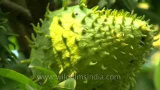 Soursop  an alternative cancer treatment [upl. by Erie434]