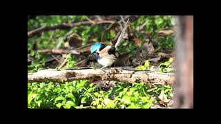 Hunting with the Fairy Wrens of Western Australia nature birds [upl. by Schuman]