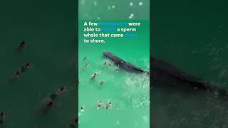 Swimmers pet sperm whale extremely close to beach shore Shorts [upl. by Salvatore690]