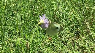 オオモンシロチョウPieris brassicae Large White 20230620 Mt Parnassos3 Altitude1150m Greece [upl. by Aicyle]