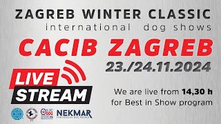 CACIB ZAGREB 24112024 [upl. by Shenan]