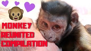 Capuchin Monkey Reunited With Family COMPILATION [upl. by Eulalee]