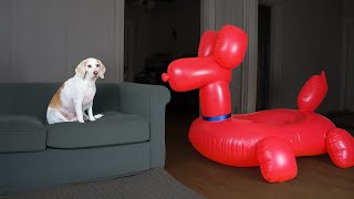 Dog vs Balloon Dog Prank Funny Dogs Maymo Penny amp Potpie Have Fun with Giant Balloon Dog [upl. by Anneh]