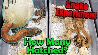 Experiment Results Incubating Snake Eggs in our Bullsnakes Cage [upl. by Haney691]