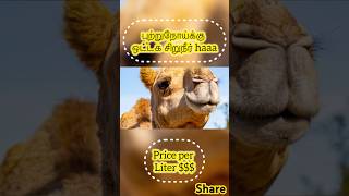 How to curehow howto medicine medicalbenefits camel arabic shavinkirukals [upl. by Juliano258]