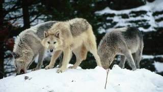 A Wolf Song  The Beauty of WOLVES [upl. by Humfrid]