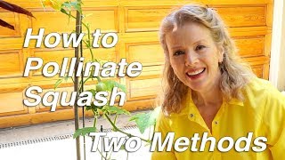 How to Pollinate Squash Two Methods  Garden Vlog [upl. by Adnocahs]