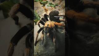 Aphonopelma bicoloratum aka Mexican Blood Leg Tarantula [upl. by Annaul]