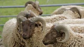 Ancient Manx Loaghtan Sheep Langley Chase Farm Wiltshire England [upl. by Eppes665]