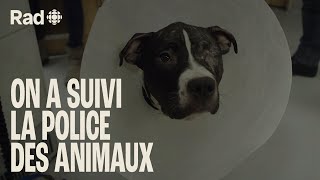 Sur le terrain avec la police des animaux SPCA  Animaux  Rad [upl. by Anisah]