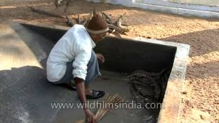 Baby Gharials in Crocodile Centre at Deori Morena [upl. by Oba]