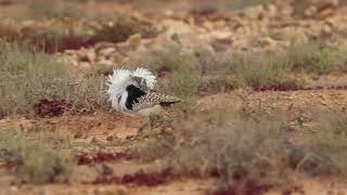 Houbara bustard [upl. by Bleier]