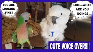 My Mustache Parakeet Hits On My Cockatoo  WITH HILARIOUS ANIMAL VOICEOVER [upl. by Rihaz475]