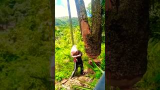 The Expert Tree Cutter treecutting cuttingskills [upl. by Etna]