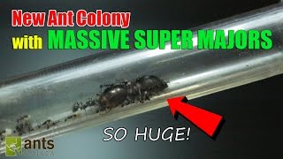 New Ant Colony Massive Super Majors [upl. by Dickinson8]