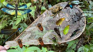 cicada the forest musician beetlejumping spiderdragonfly [upl. by Ingeborg]