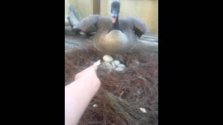 Hissing Canadian Goose on nest [upl. by Jack]