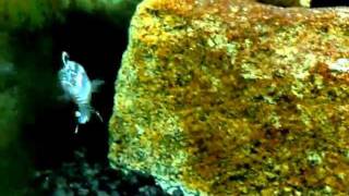 75 Gallon African Cichlid Aquarium  Melanochromis Johannii [upl. by Havelock]