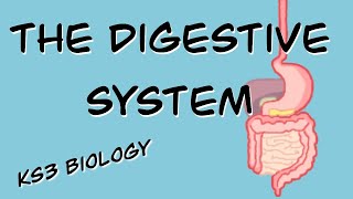 The Digestive System BBC Bitesize KS3 Biology [upl. by Tertia]