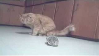 Hedgehog Vs Cat [upl. by Aseena]