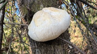 Lions mane  Foraging and cooking [upl. by Arimay]