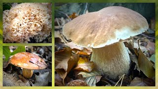 Pilze ohne Ende im Oktober🍄😍  Die Röhrlinge sind zurück Steinpilze Maronen amp mehr Oktober 2023 [upl. by Frazer]