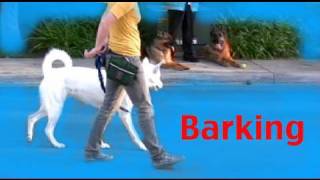 Stop barking on a walk  Barking Episode 3 [upl. by Macmahon]