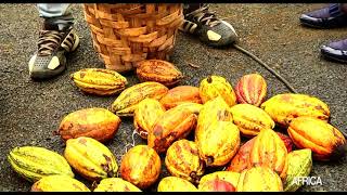 Cameroun Le prix du kilogramme de cacao fixé à 1000 FCFA [upl. by Ozne]