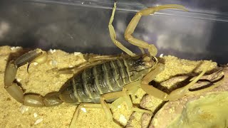 Touching My DeathStalker Scorpion  Leiurus Quinquestriatus [upl. by Strait]