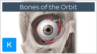 Bones of the orbit  Human Anatomy  Kenhub [upl. by Eeryk3]