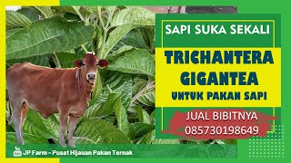 TRICHANTERA GIGANTEA UNTUK PAKAN SAPI [upl. by Mussman]