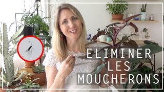 🌿 Astuce anti moucherons sur les plantes dintérieur  Solution naturelle anti sciarides [upl. by Hanaj636]