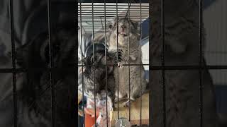 chinchillakrysulya chinchilla pets chins rodents шиншила гризуни [upl. by Shurlock425]