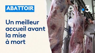 Extension dun abattoir pour améliorer les conditions daccueil des animaux avant leur mise à mort [upl. by Edina364]