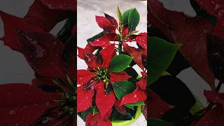 Poinsettia plant youtubeshort plants garden [upl. by Kal276]