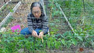 Here is one way to trellis string beansDiy trellis string beansSitaw quotPhilAm Country Livingquot [upl. by Cioffred223]