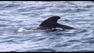 Ballenas Tropicales Piloto Calderones Canal de la Gomera frente Los Cristianos [upl. by Scotti657]