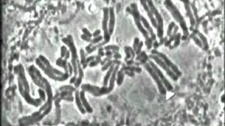 División de una célula vegetal Biología molecular [upl. by Seidler]