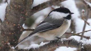 Blackcapped chickadee call [upl. by Jackie]