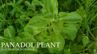 Benefits of Panadol Plant  Plectranthus Caninus [upl. by Joiner99]