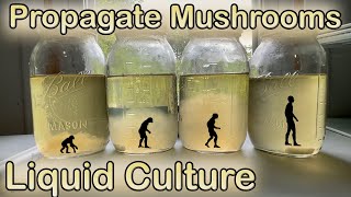 Propagate any Mushroom  Simple Liquid Culture Method [upl. by Cruz]