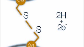 What is a disulfide bond [upl. by Artenak]