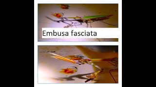 Empusa fasciata by Theo [upl. by Verdie]