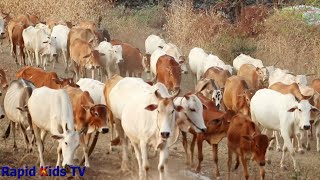 Cow Videos for Funny  Funny Cow Videos  Cutes Cows Video  Rapid Kids TV [upl. by Brenn]