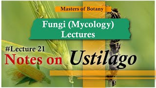 Lecture 21  Ustilago Life cycle Loose amp Covered Smut  Fungi Mycology Lecture  Notes [upl. by Aeneg827]