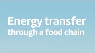 Energy transfer in food chains [upl. by Kaspar]