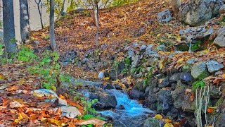 Zagros Autumn Attractions Living in the Heart of Nature🍂⛰️ [upl. by Lore]