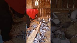 Pigeons feeding in loft pigeon birds pigeonsloft duckfeed nature [upl. by Rodina]