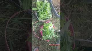 Fresh waterleaf for days waterleaf harvesting harvest raisedbedgarden [upl. by Sheena]